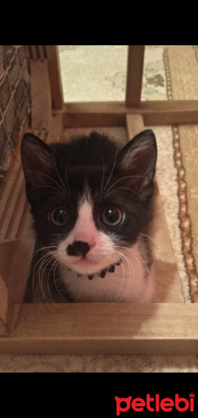 Tuxedo (Smokin) Kedi, Kedi  Elsa fotoğrafı