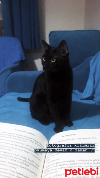 Bombay, Kedi  Arya fotoğrafı