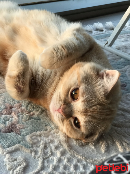 British Shorthair, Kedi  Oscar fotoğrafı