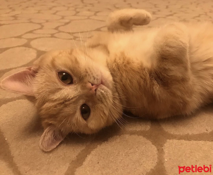 British Shorthair, Kedi  Oscar fotoğrafı