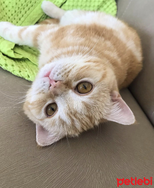 British Shorthair, Kedi  Oscar fotoğrafı