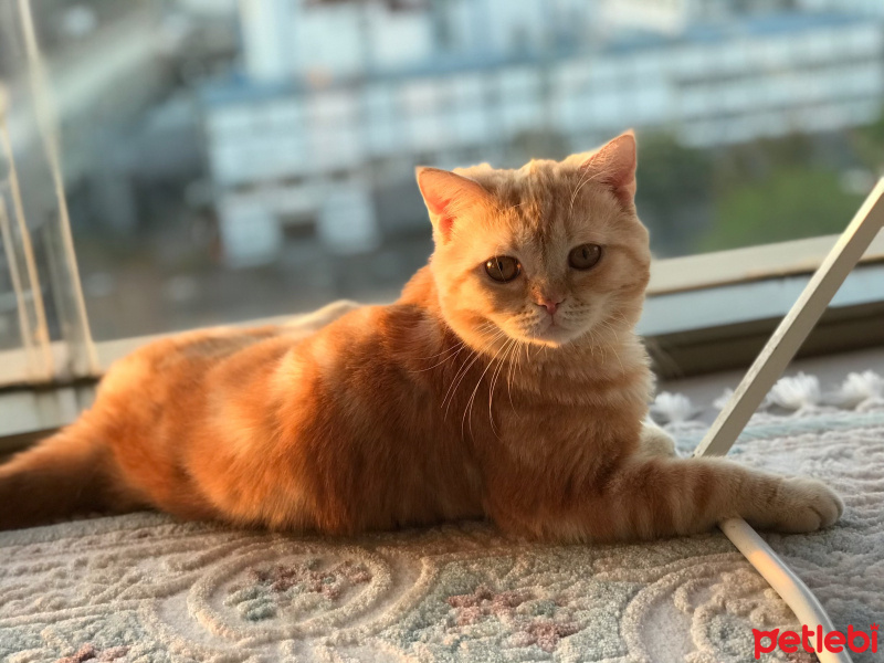 British Shorthair, Kedi  Oscar fotoğrafı