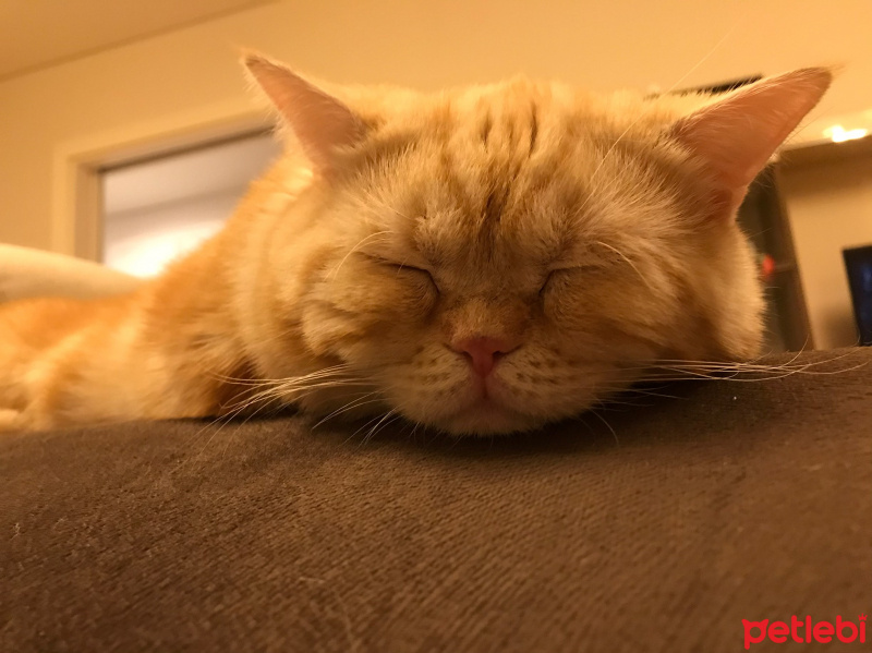 British Shorthair, Kedi  Oscar fotoğrafı