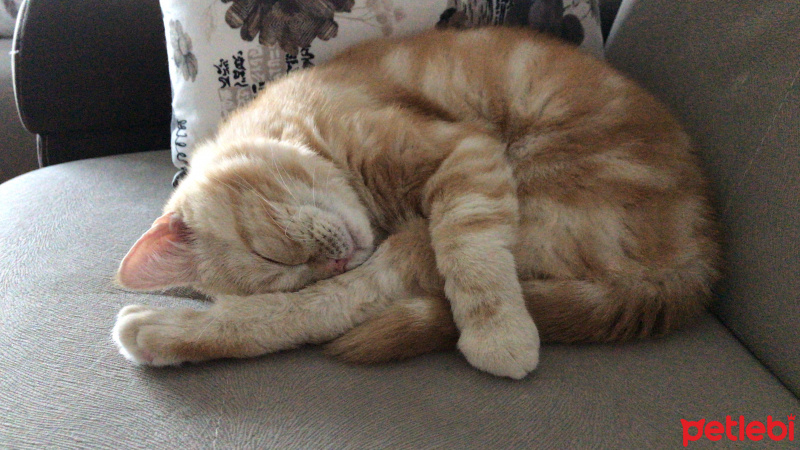 British Shorthair, Kedi  Oscar fotoğrafı