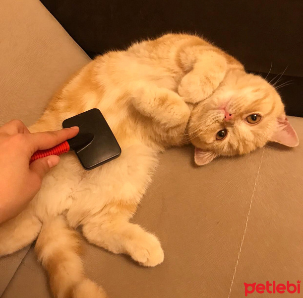 British Shorthair, Kedi  Oscar fotoğrafı