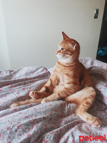 Sarman, Kedi  Hayati fotoğrafı
