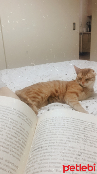 Sarman, Kedi  Hayati fotoğrafı