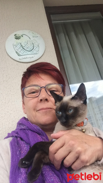 Siyam Kedisi, Kedi  MOCA fotoğrafı