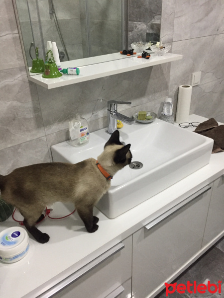 Siyam Kedisi, Kedi  MOCA fotoğrafı