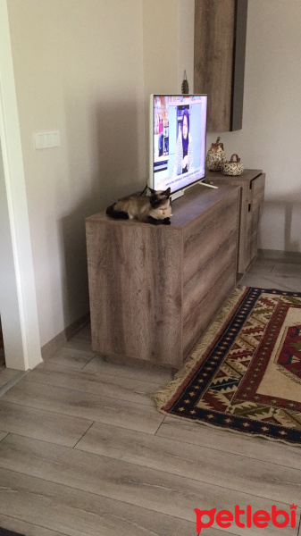 Siyam Kedisi, Kedi  MOCA fotoğrafı