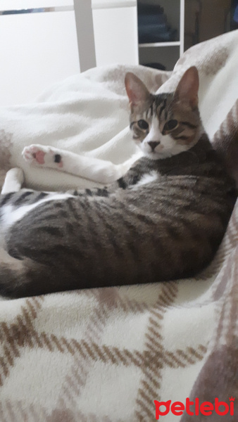 Tekir Kedi, Kedi  bıyıklı fotoğrafı