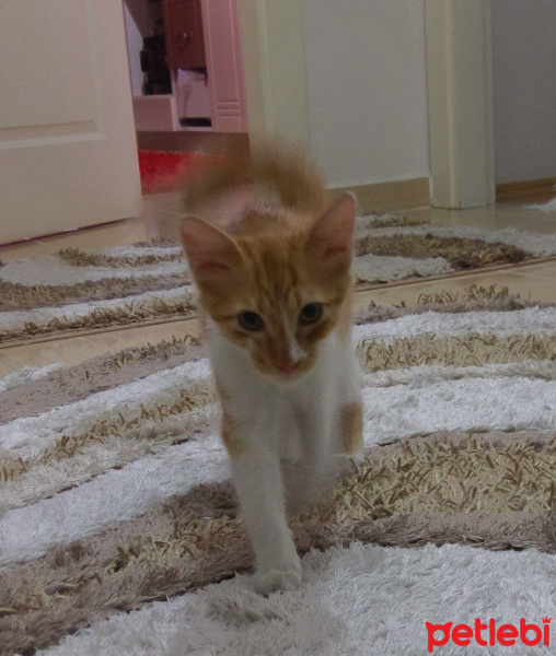 Tekir Kedi, Kedi  Tarçın fotoğrafı