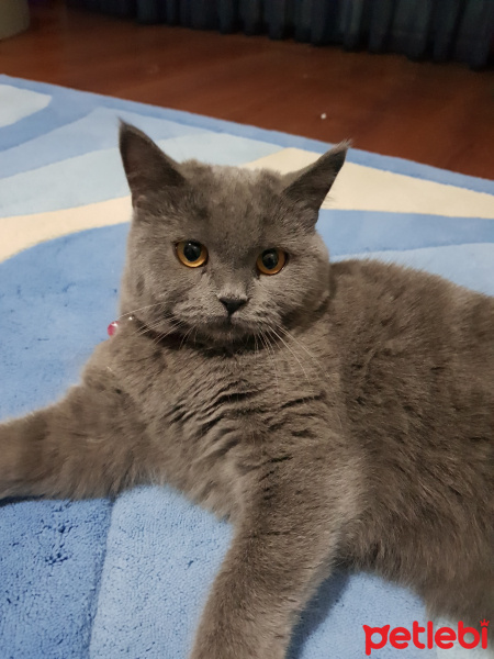 British Shorthair, Kedi  Yumak fotoğrafı
