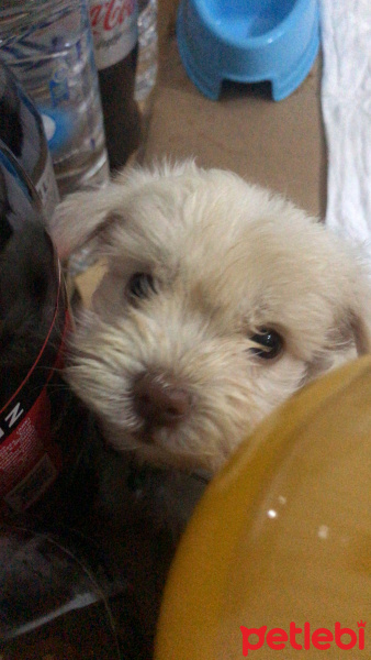 Maltese, Köpek  Paşa fotoğrafı