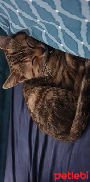 Tekir Kedi, Kedi  Brownie fotoğrafı