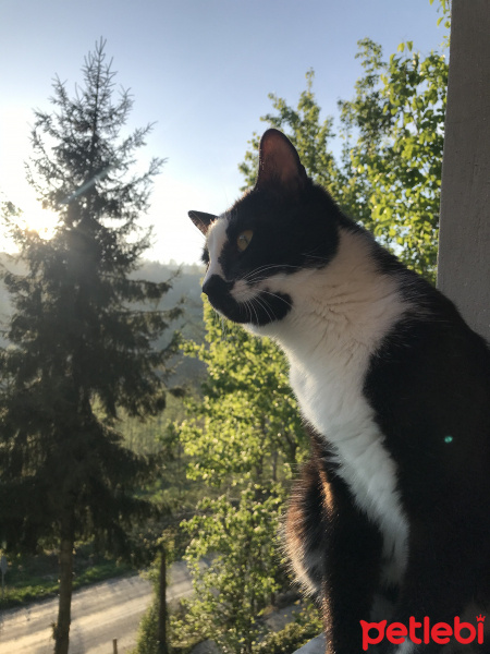 Tuxedo (Smokin) Kedi, Kedi  Momol fotoğrafı