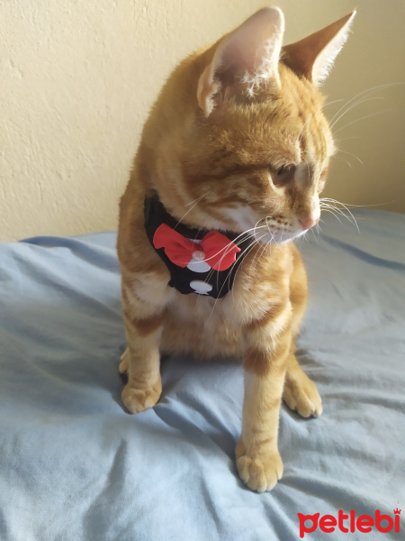 Sarman, Kedi  Prens fotoğrafı