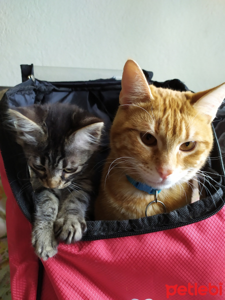 Sarman, Kedi  Prens fotoğrafı