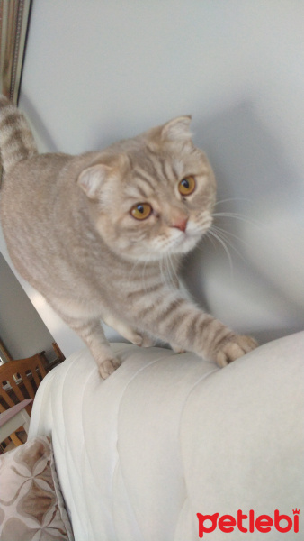 Scottish Fold, Kedi  Bella fotoğrafı