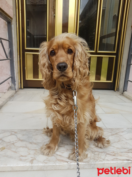 Amerikan Cocker Spaniel, Köpek  Haydut fotoğrafı