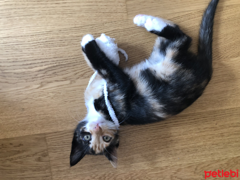 Tekir Kedi, Kedi  Şanslı fotoğrafı
