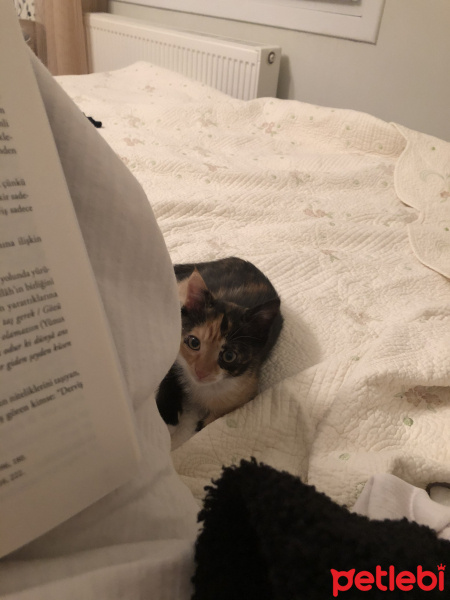 Tekir Kedi, Kedi  Şanslı fotoğrafı