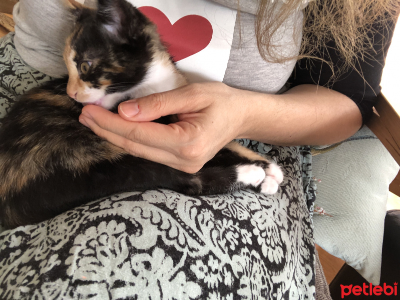 Tekir Kedi, Kedi  Şanslı fotoğrafı