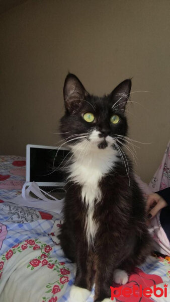 Tuxedo (Smokin) Kedi, Kedi  şeker fotoğrafı