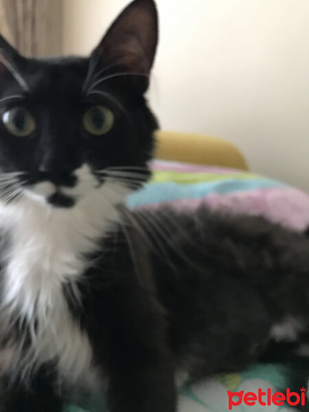 Tuxedo (Smokin) Kedi, Kedi  şeker fotoğrafı