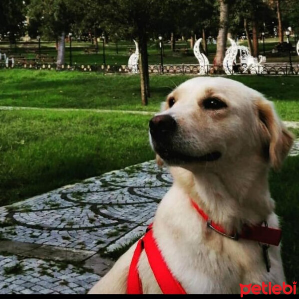 Golden Retriever, Köpek  Lady fotoğrafı