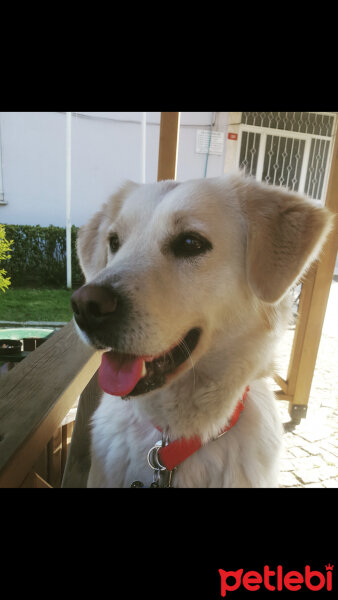 Golden Retriever, Köpek  Lady fotoğrafı