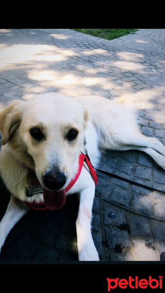 Golden Retriever, Köpek  Lady fotoğrafı