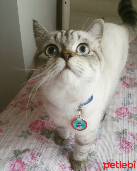 British Shorthair, Kedi  Olaf fotoğrafı