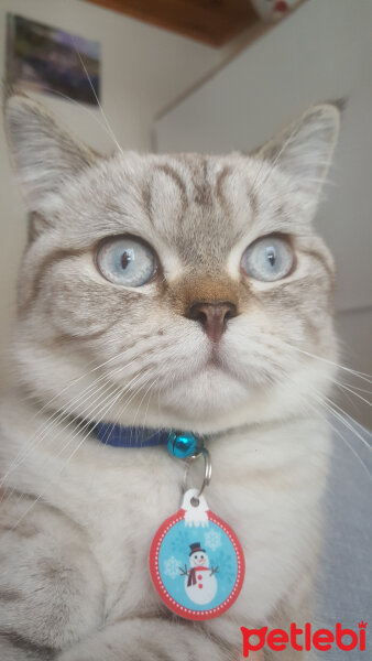 British Shorthair, Kedi  Olaf fotoğrafı