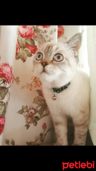 British Shorthair, Kedi  Olaf fotoğrafı