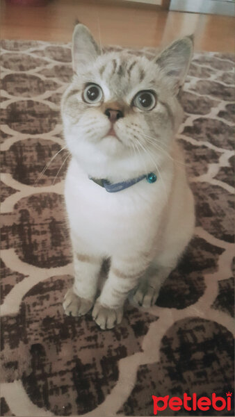 British Shorthair, Kedi  Olaf fotoğrafı