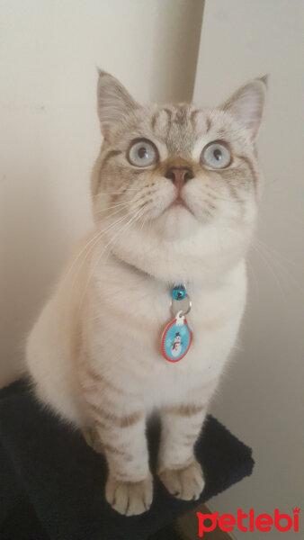 British Shorthair, Kedi  Olaf fotoğrafı