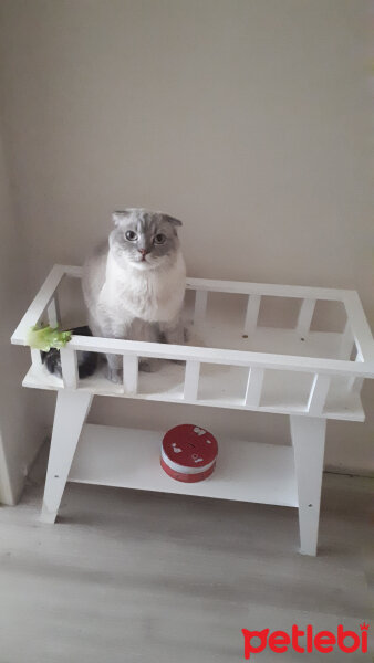 Scottish Fold, Kedi  Sakız fotoğrafı