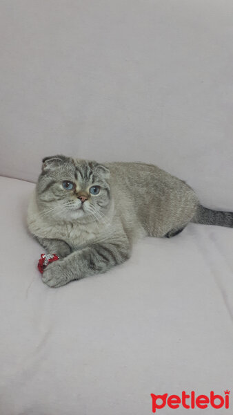 Scottish Fold, Kedi  Şeker fotoğrafı