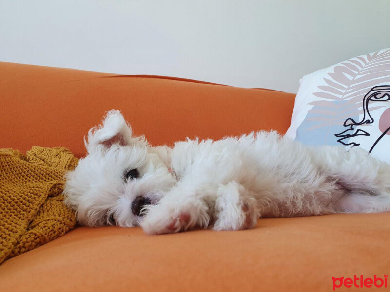 Maltese, Köpek  Maya fotoğrafı