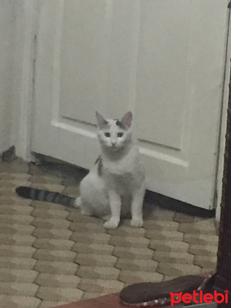 Tekir Kedi, Kedi  Pamuk fotoğrafı
