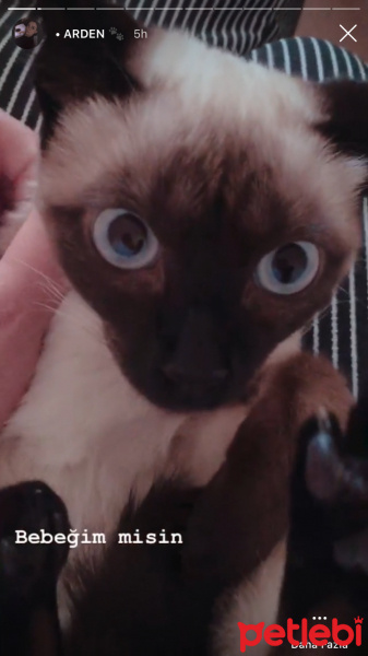 Siyam Kedisi, Kedi  Arden fotoğrafı