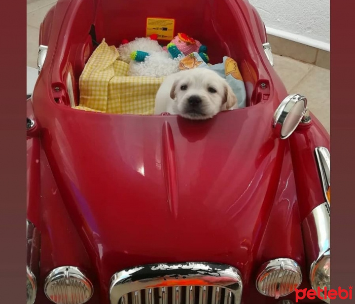 Pappilon, Köpek  Papyon fotoğrafı