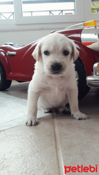 Pappilon, Köpek  Papyon fotoğrafı