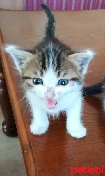 Tekir Kedi, Kedi  Çakıl fotoğrafı