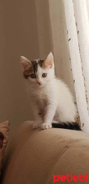 Tekir Kedi, Kedi  Hera fotoğrafı