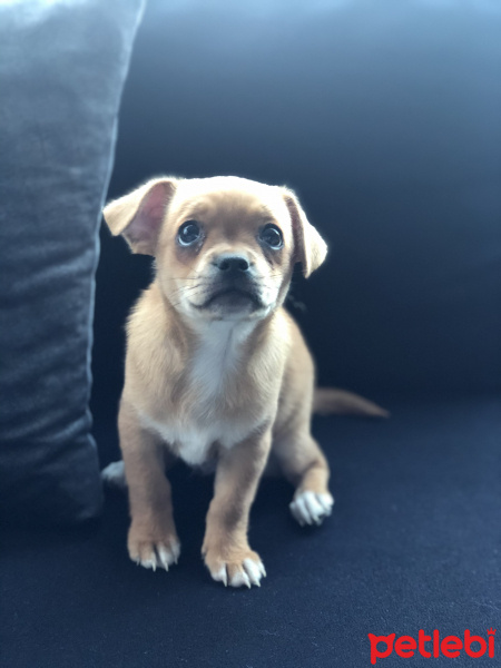 Chihuahua, Köpek  BODY fotoğrafı