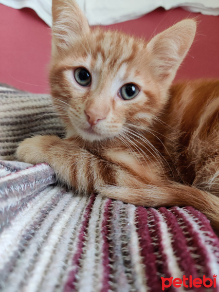 Sarman, Kedi  Güneş fotoğrafı