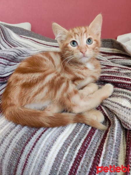 Sarman, Kedi  Güneş fotoğrafı