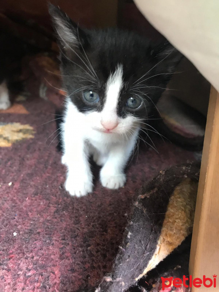 Soke, Kedi  İsim Yok fotoğrafı